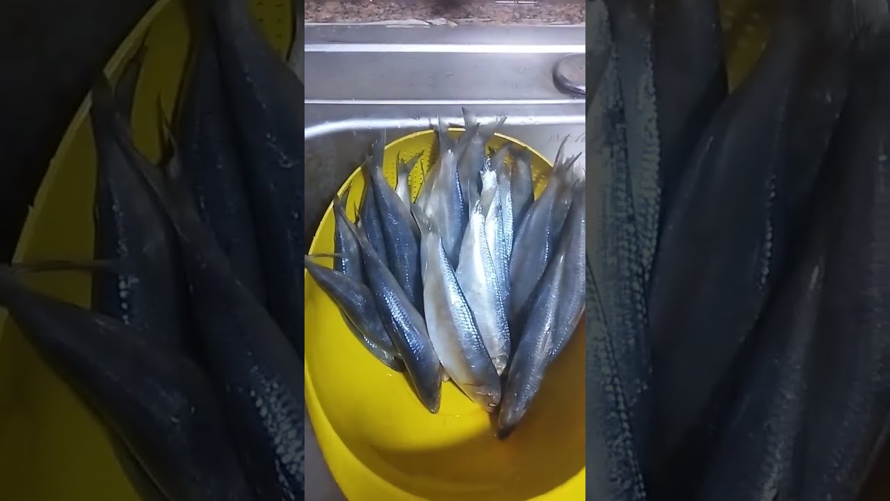 السردين الحادق بكله سهولة على طريقه ام عمر 😋