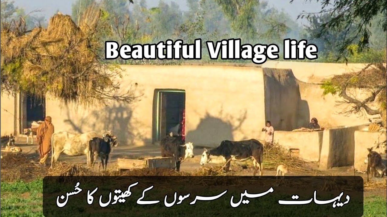 | Yasir malik | sanjha punjab 1947 | سرسوں کے خوبصورت کھیت Most Beautiful village life🌹