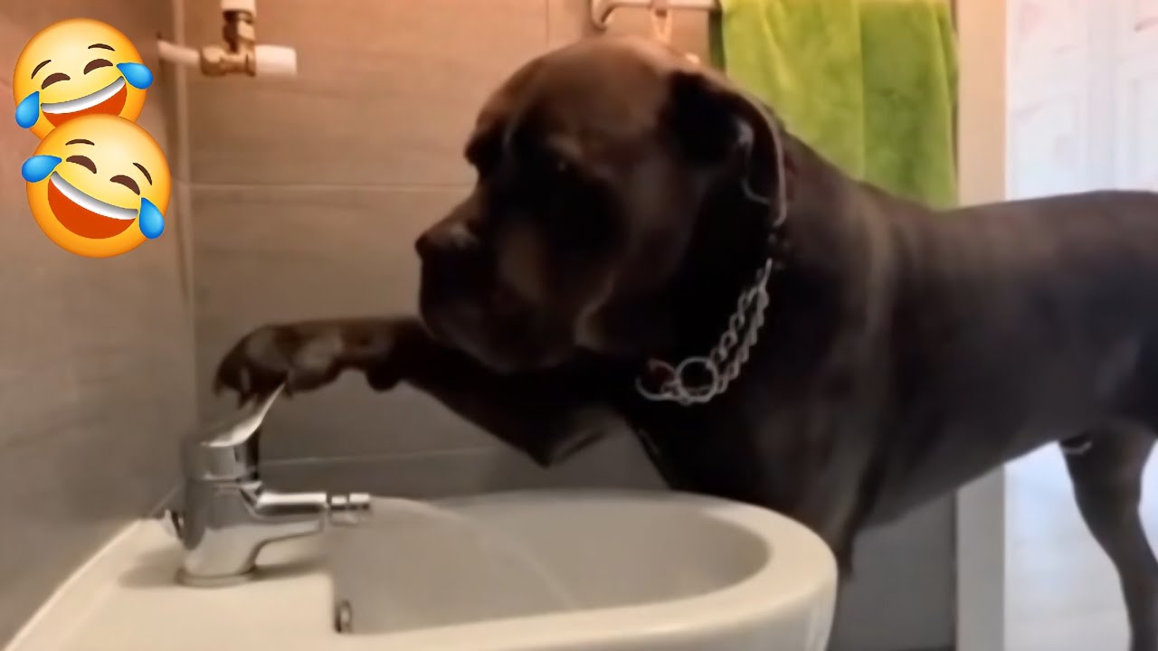 Funny  videos about cats and dogs 2026. Try not to laugh. 🤣