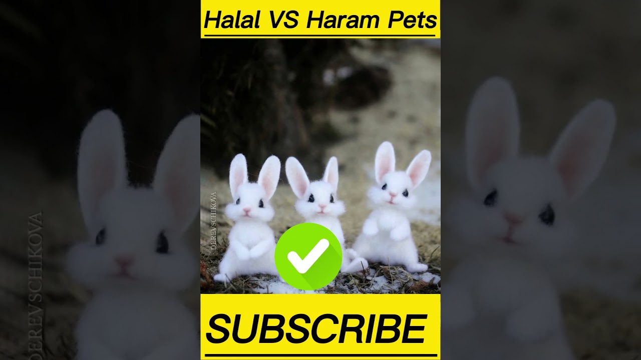 HALAL VS HARAM PETS IN ISLAM || #youtubeshorts #shorts #pets #islam #cute #halalvsharam #islamic