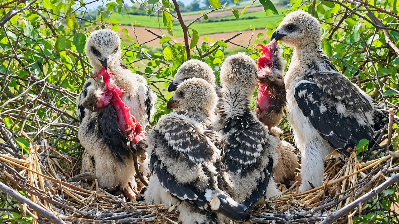 Eagle babies eating big mouse meat @beautyofnature4988 