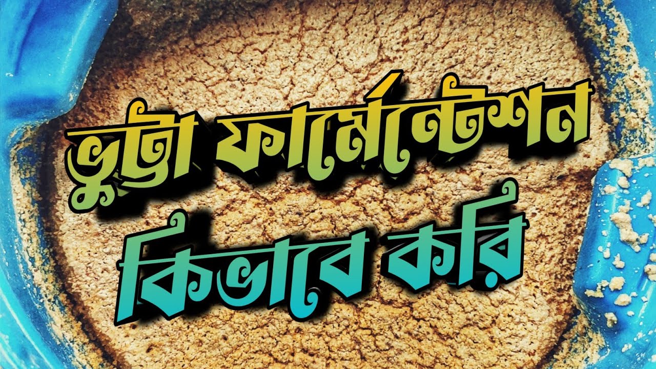 কিভাবে ভুট্টার ঈস্ট ফার্মেন্টেশন করি || Yeast Farmented Corn preparing process ||  Purbasha Agro.
