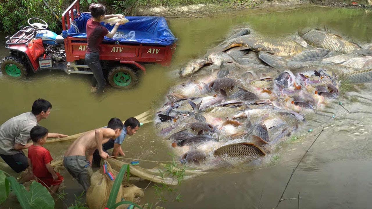 Harvesting fish in an abandoned pond after 12 years - Growing Corn on a Green Farm in the Mountains