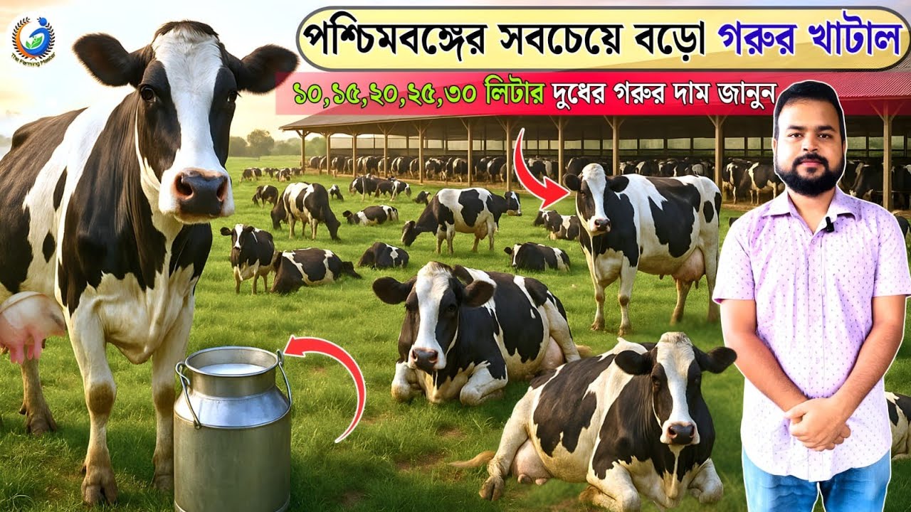 Diary farm/cow farm করে মাসে লাখ টাকা আয় করুন।Diary farm latest video - Cow farm-Diary Farm