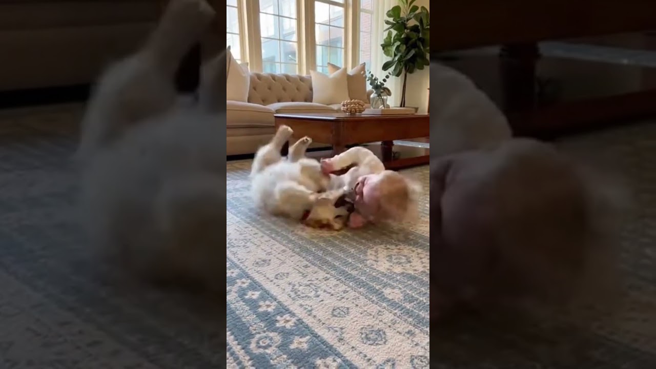 Самое милое видео с милым малышом и щенком в семейном формате | Видео с малышом и щенком в ходунк...