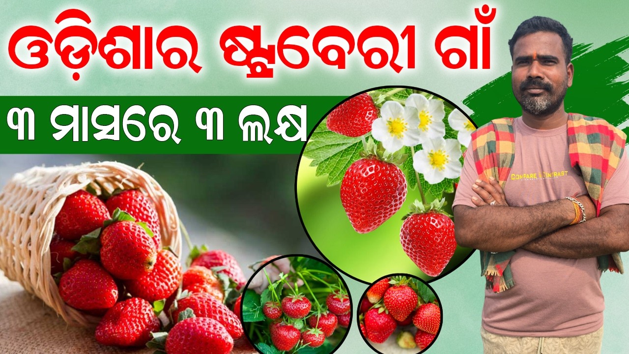 🍓 ଓଡ଼ିଶାର 
