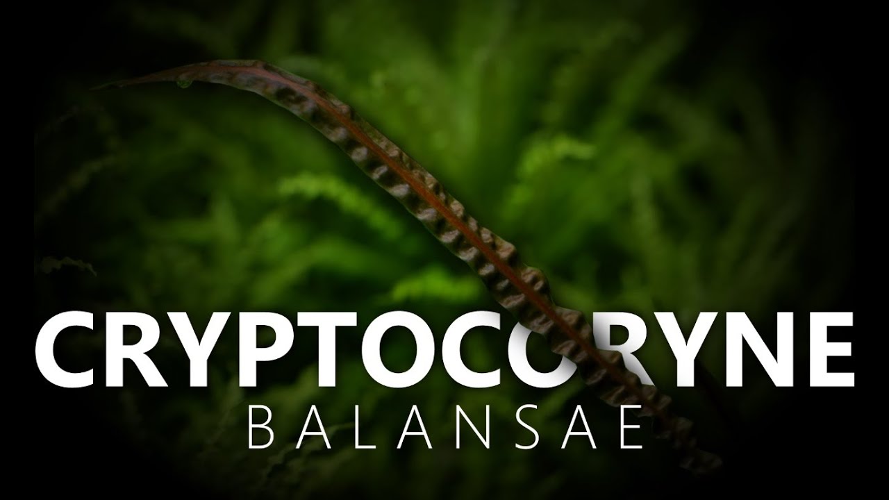 Cryptocoryne Balansae