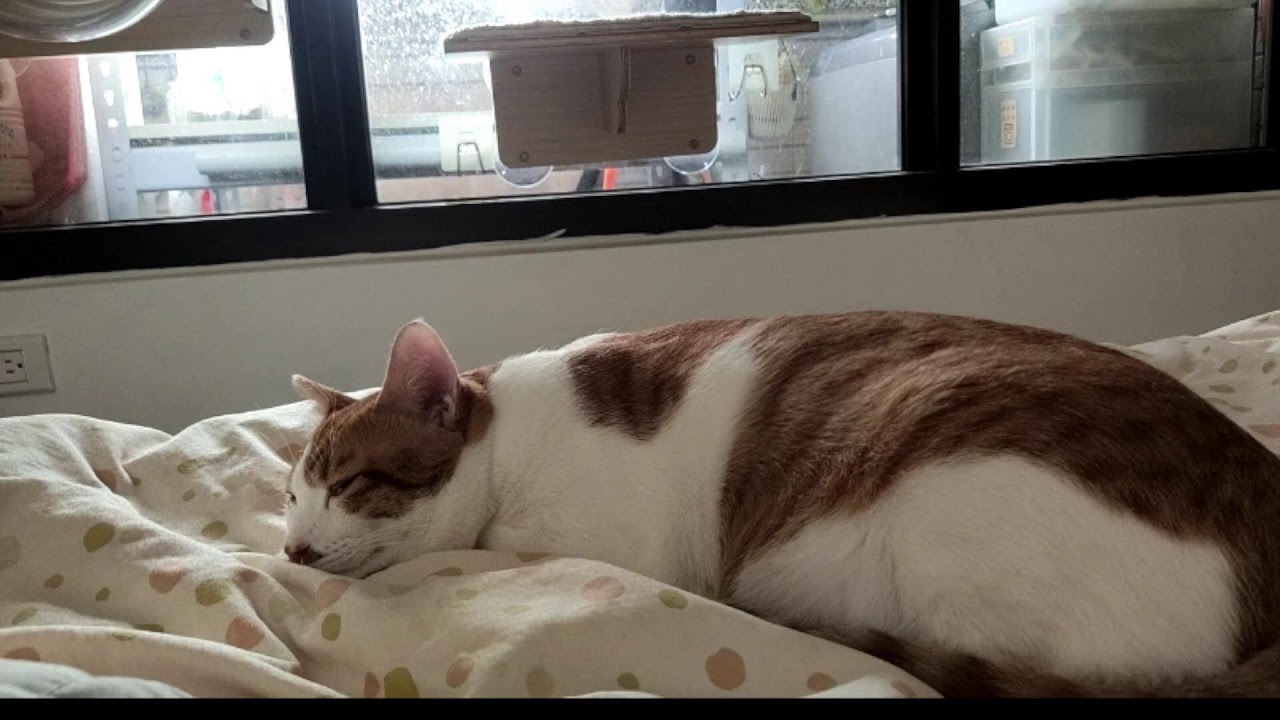 🐱🐱🐱 cat live stream 貓貓直播 猫のライブ