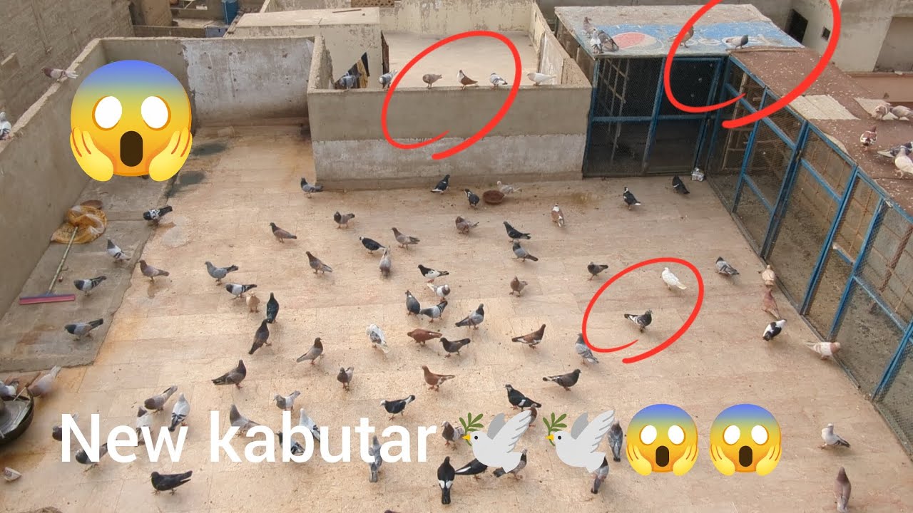 New kabutar 😱😱😱🕊️🕊️🕊️