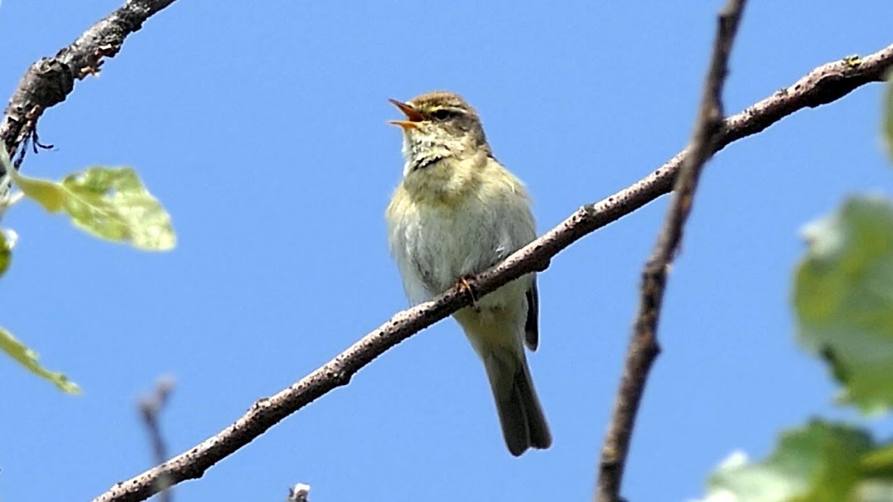 Willow Warbler Singing
