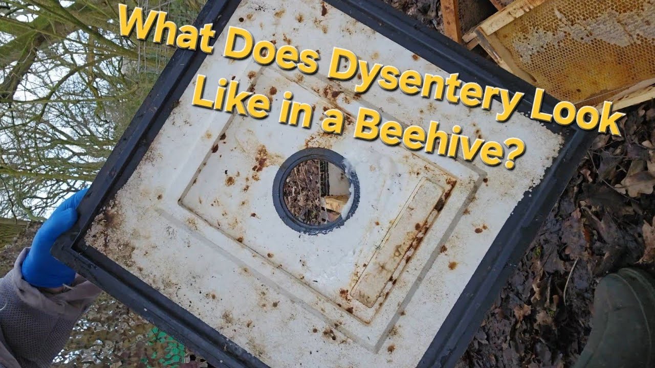 What Does Dysentery Look Like in a Beehive?