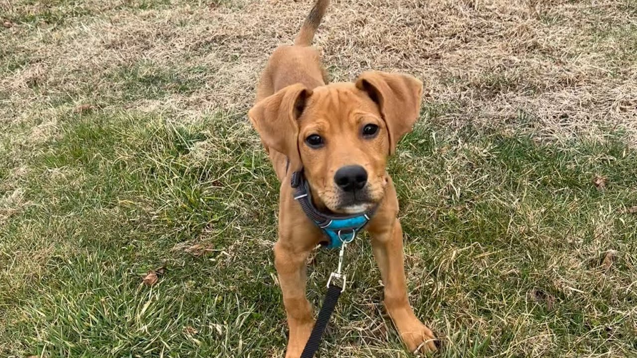 Theo - puppy training 