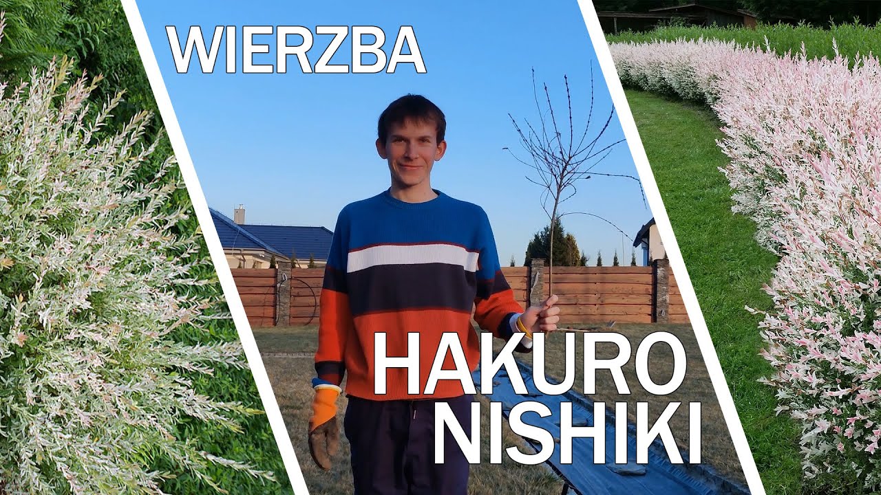 Wierzba HAKURO NISHIKI - wiosenne cięcie i rozmnażanie (wierzba japońska)