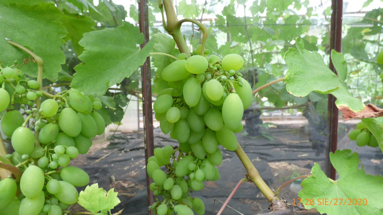 Odmiany Winorośli  (TIMUR)