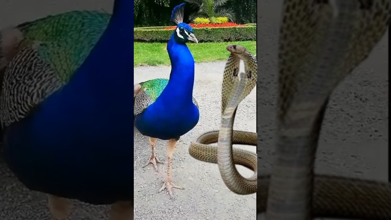 story of snakes peacock  | #short