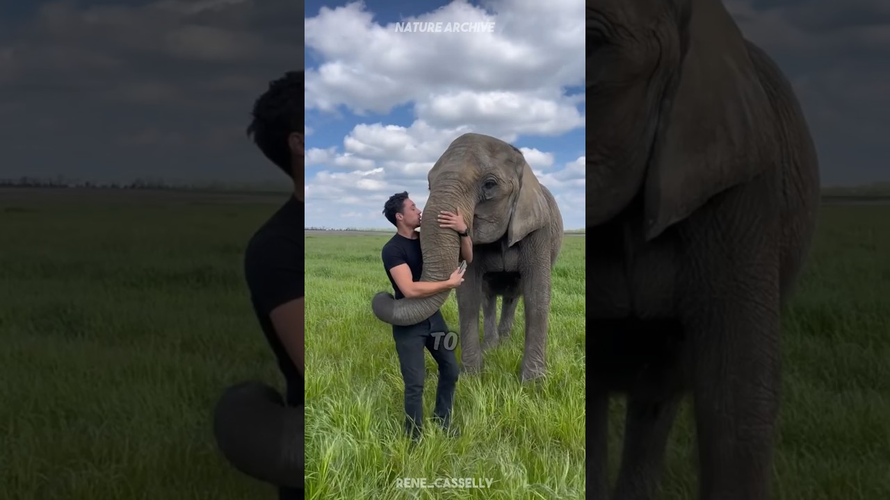 Очаровательная правда о слонах 😍