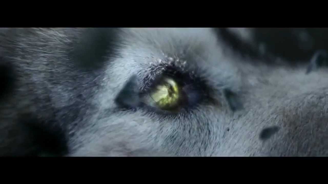 Tribute to Wolves - 100% video