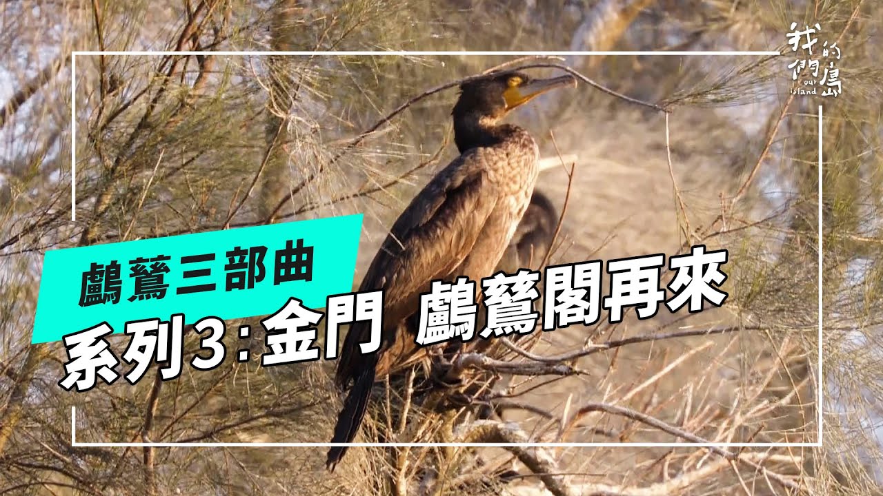 鸕鶿三部曲之三｜金門 鸕鶿閣再來(我們的島 第1241集 2024-01-29)