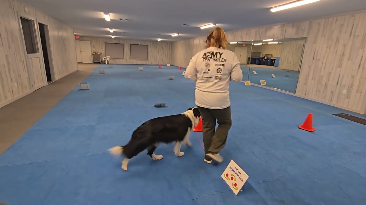 Murphy AKC Rally Novice Course 1