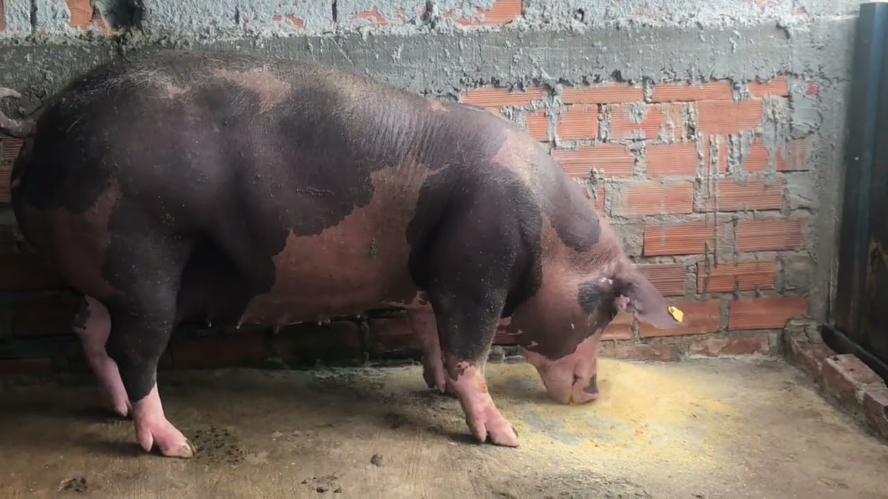 A OBRA MAIS IMPORTANTE do Sitio … contagem regressiva ! Maternidade  , colhi melancias abóboras !