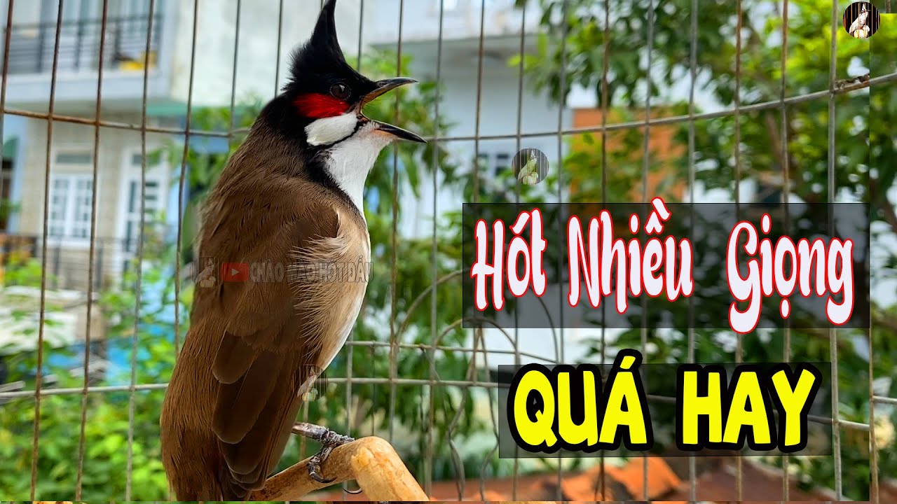 Chào Mào Hót Hay [ GIỌNG KÉP ] | Luyện Giọng Và Kích Bổi Tuyệt Vời | Chào mào song kon/11