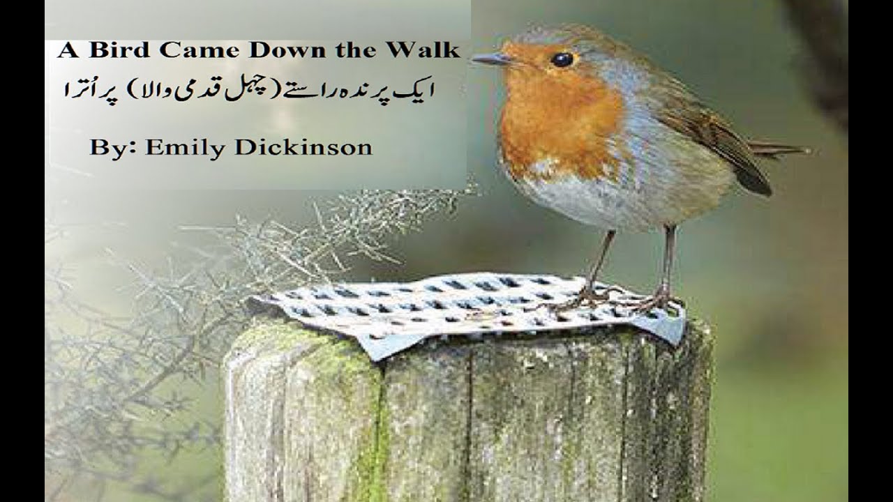 A Bird Came Down the Walk