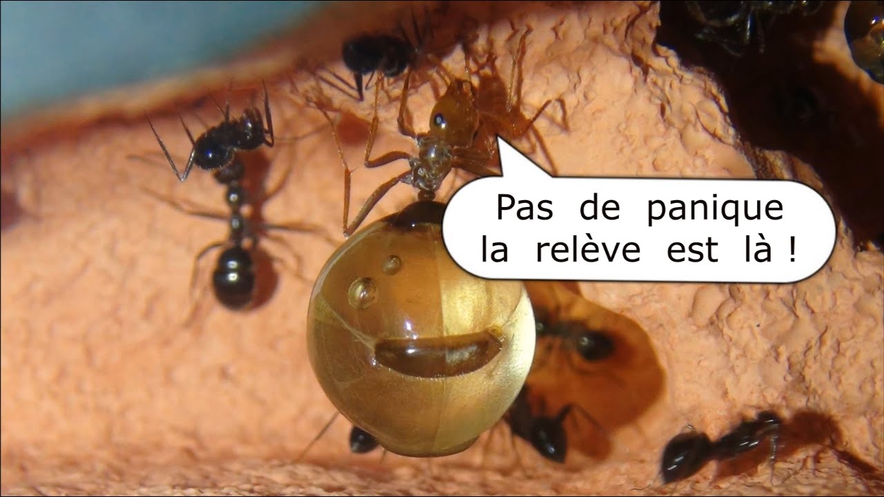 Myrmecocystus mimicus #6 (partie 2) : j'ai perdu 3 pots de miel sur 4, déménagement dramatique !