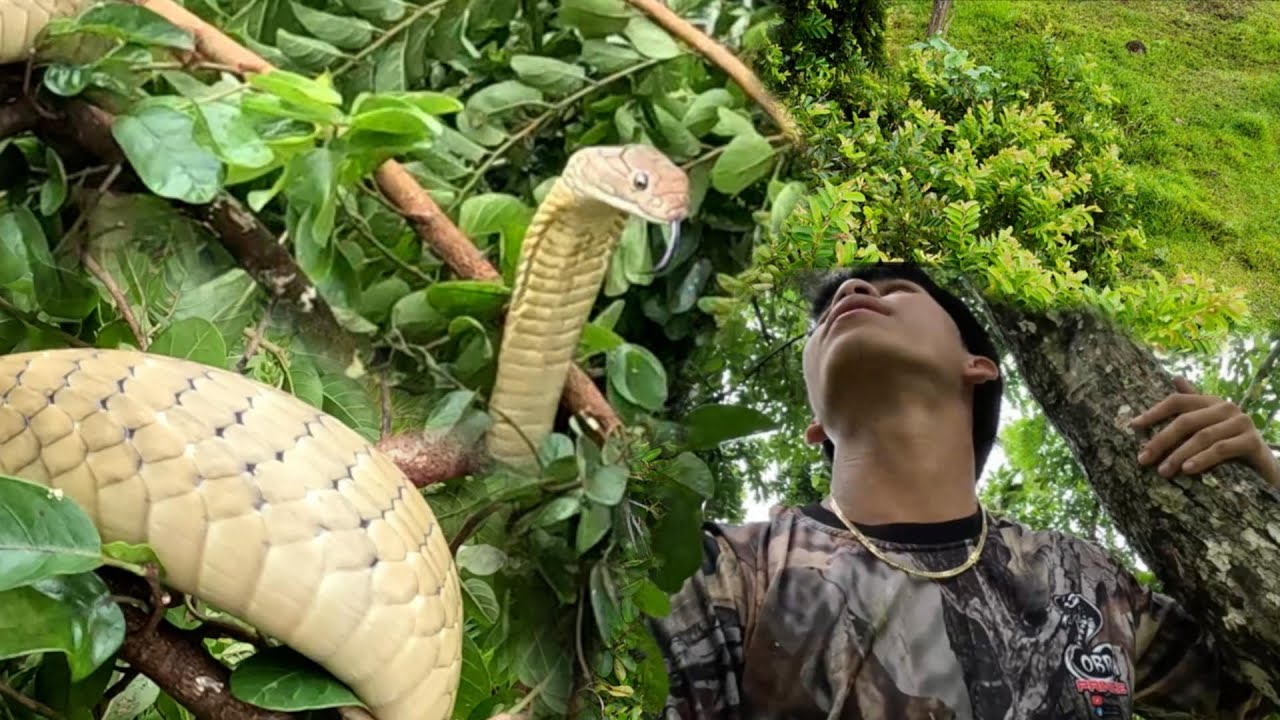 KING COBRA SA TAAS NG PUNO INAKYAT NI COBRA PRINCE