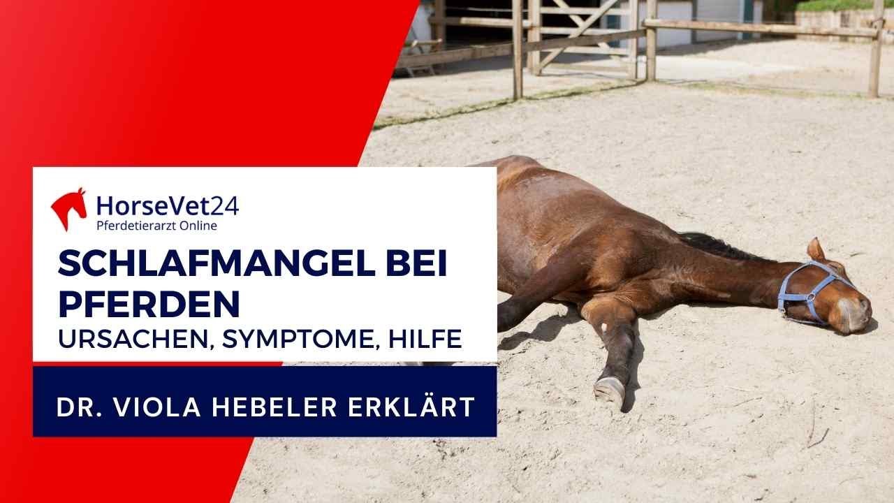 Schlafmangel bei Pferden – wenn zu wenig Schlaf Pferde krank macht