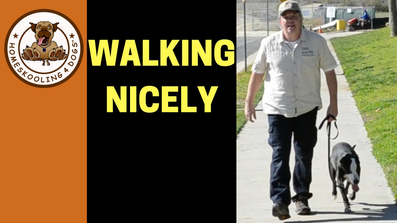 Teaching Shelter Dog to Walk on Leash without pulling - 8 TIPS FOR SUCCESSFUL LEASH WALKING!