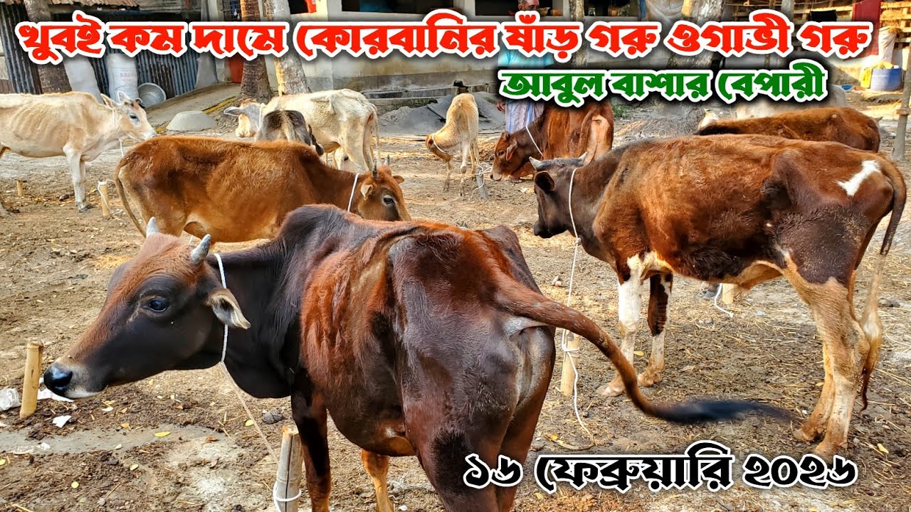 819- খুবই কম দা'মে কোরবানির ষাঁড় গরু ওগাভী গরু দেখুন | ১৬ ফেব্রুয়ারি ২০২৬ | নগর বাংলা টিভি