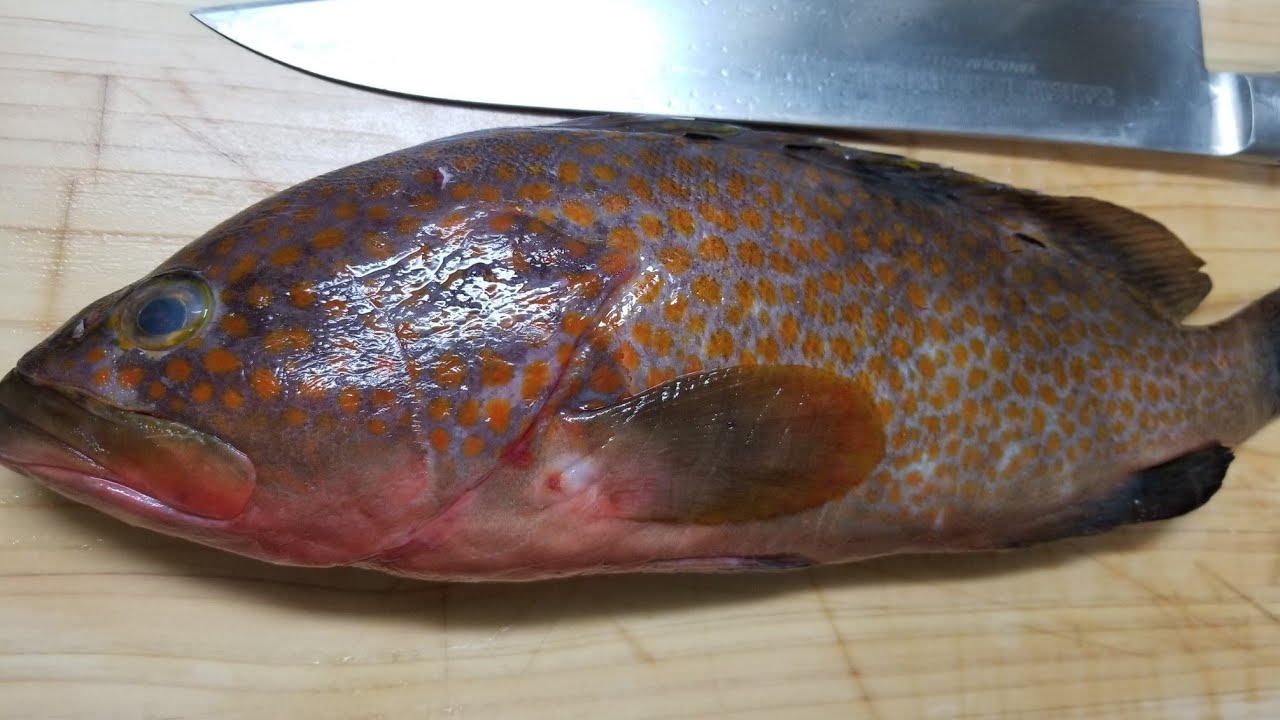 身割れする上身を薄造りに、どうするのか検証、(キジハタ捌き方~刺身)[魚屋の技術]