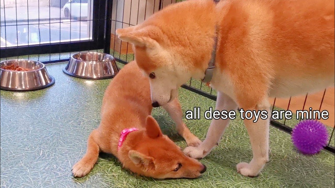 Shiba Inu bosses around new Puppy 🥺