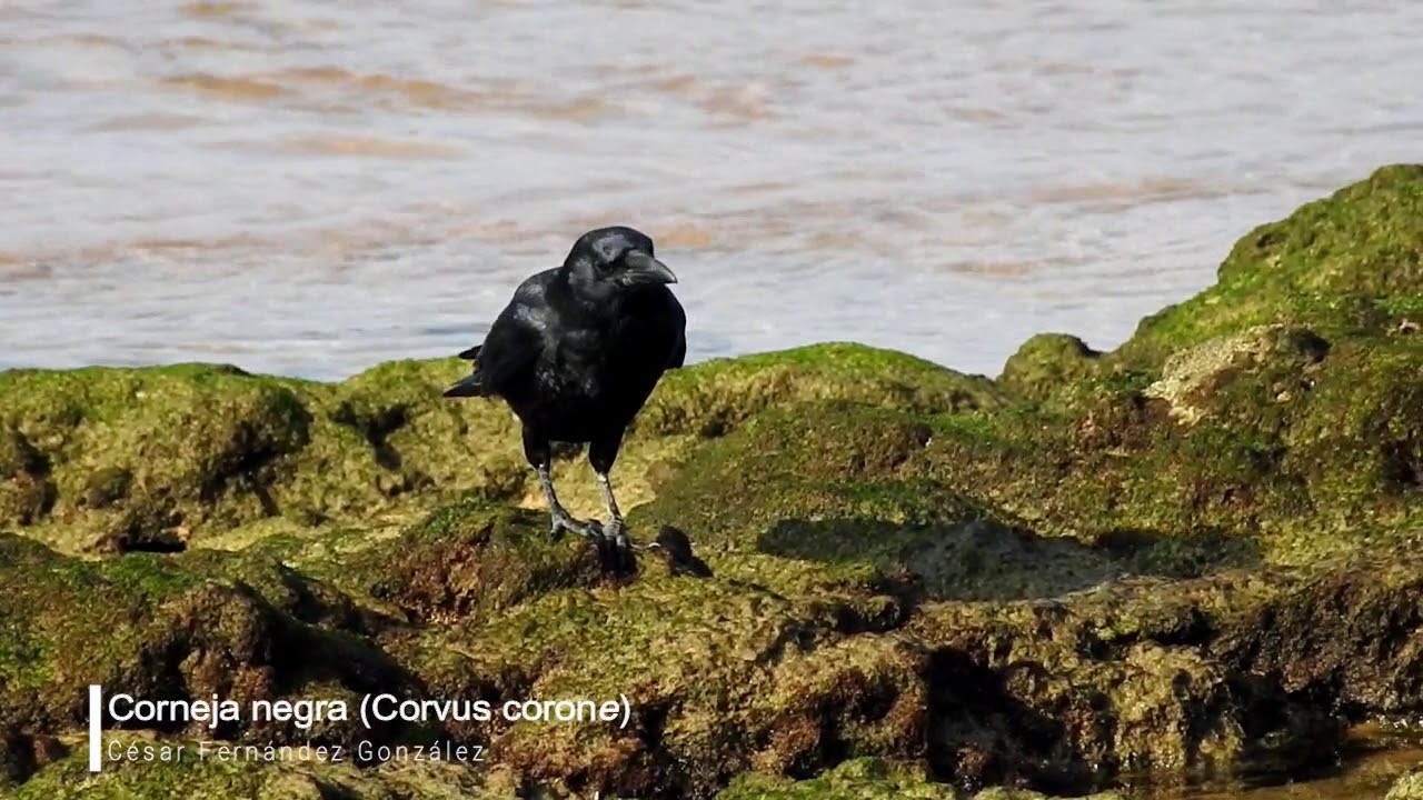 Corneja negra (Corvus corone)