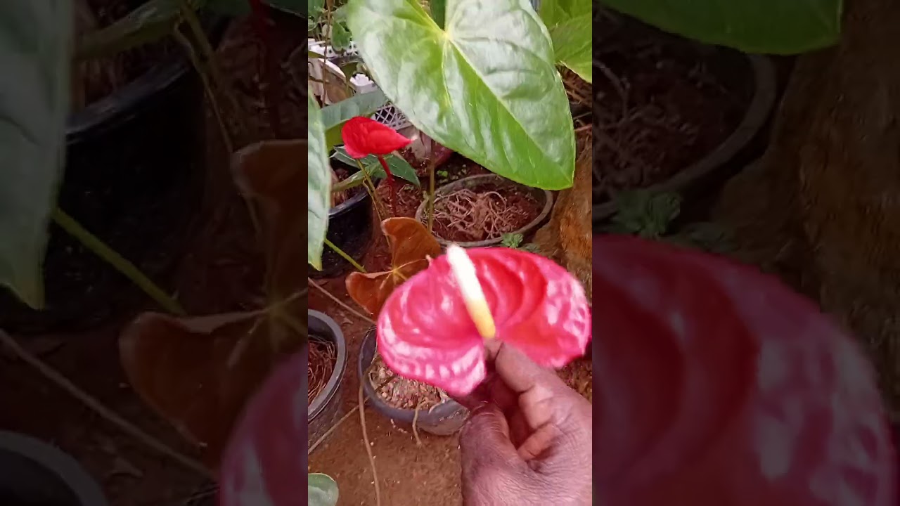 තෑග්ගක් ගන්න ආසයි නේද  බලමුද එහෙනමි මෙි පැකේජ් එක යාලුවනේ 💐💐💛📞0771020879.2026.01.20🌋
