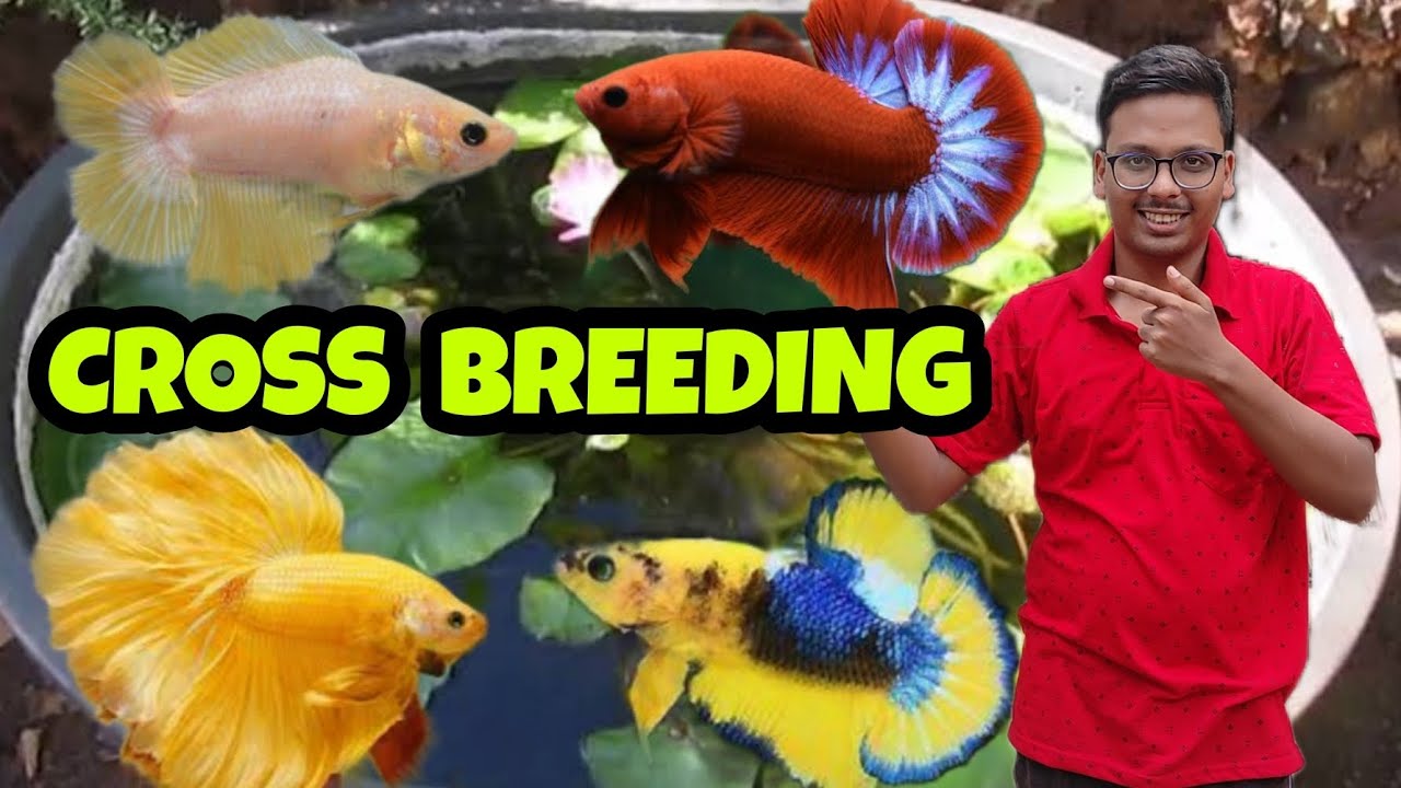 CROSS BREEDING OF BETTA FISH | BETTA FISH BREEDING | GUPPY FISH BREEDING | GOLDFISH BREEDING