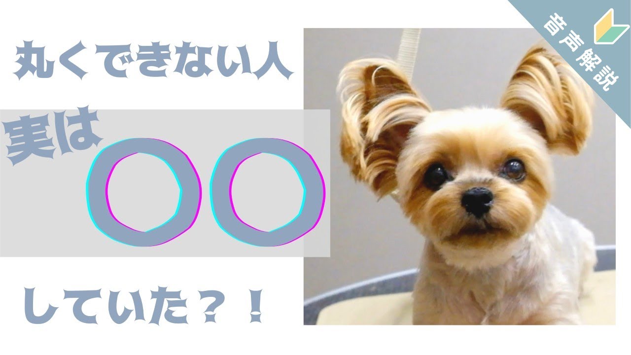 【音声解説】ヨーキー丸顔&嫌がりさんの保定のコツが丸わかり！