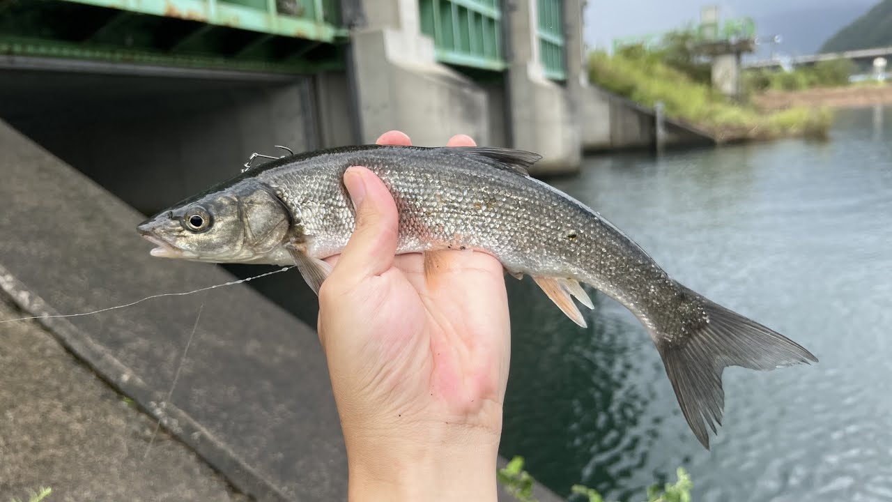 この水門は異次元なので、３０ｃｍの魚も『エサ』になる。
