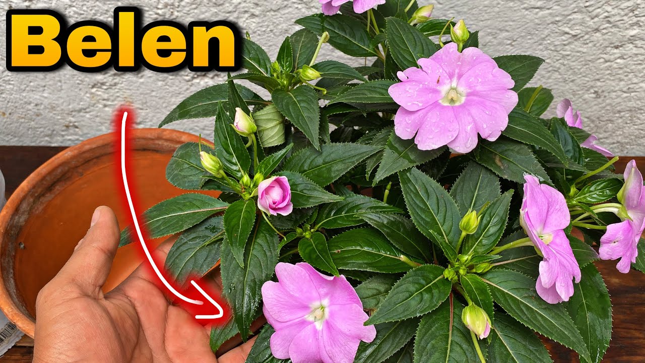 BELEN De nueva GINEA Como Trasplantar o sembrar la planta SIN DAÑAR sus flores o su FLORACIÓN !!
