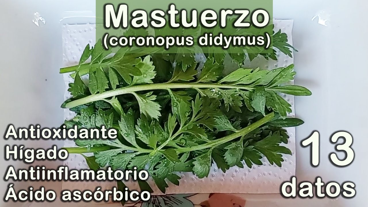 13 datos sobre el MASTUERZO (coronopus didymus)