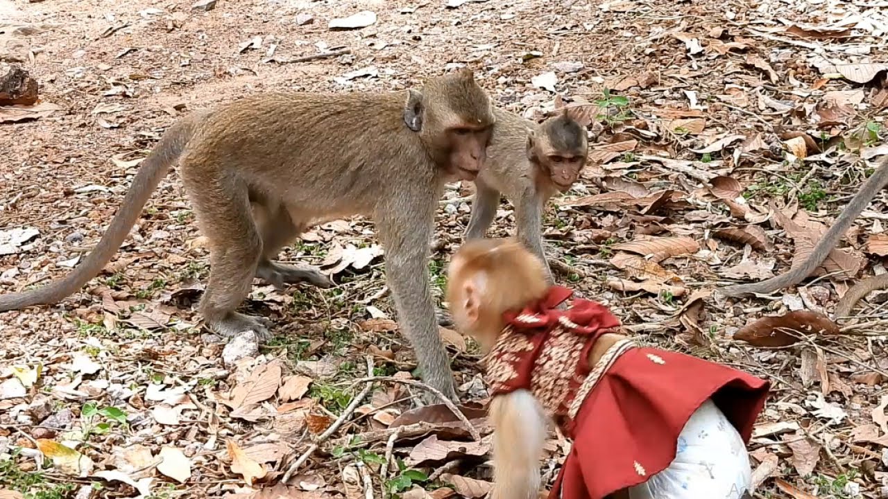 Today Baby Monkey YaYa Come And Visiting Young Mom Monkey Rose, Baby Rex And Amber Troop So Nice...
