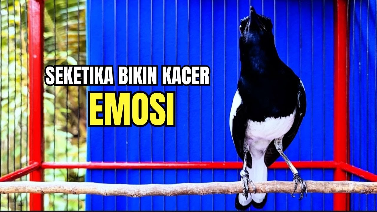 KACER GACOR NGEPLONG ampuh untuk Terapi Kacer dan PANCINGAN KACER bahan agar bunyi dijamin nyaut