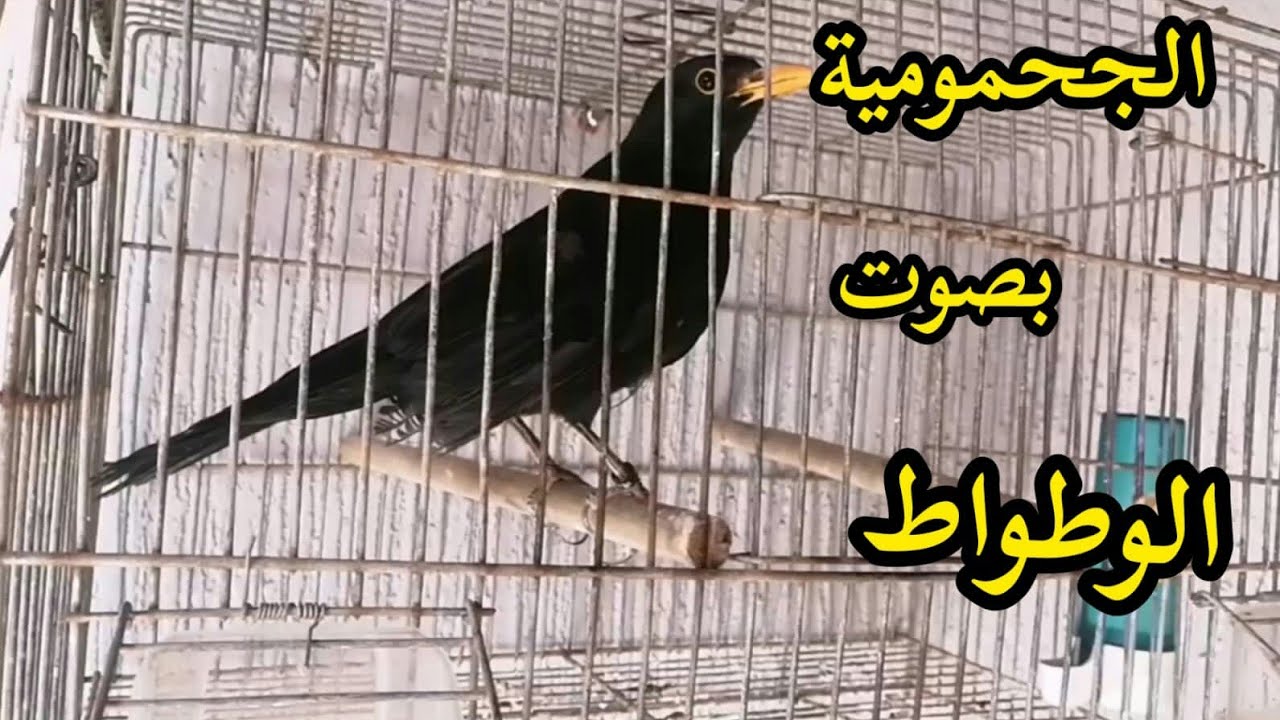 تغريد الجحمومية بصوت طائر الوطواط