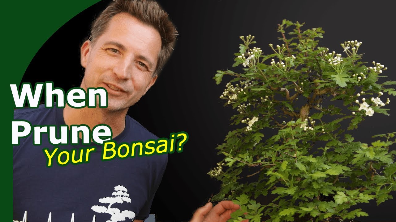 When and how to prune bonsai? (Bonsai Fundamentals)