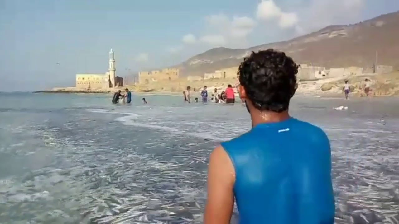 حوي سمك الصردين .المهره حوف ربان ابوعمر ال ابراهيم ،⁦✌️⁩
