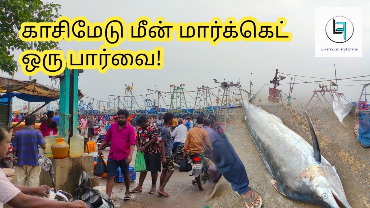 @littlefacts7052 kasimedu fish market in chennai/LittleFacts 49