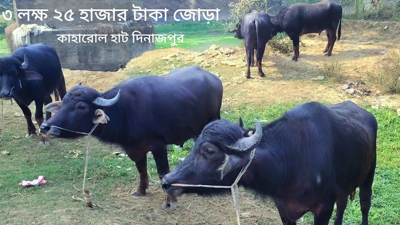৩ লক্ষ ২৫ হাজার টাকা জোড়া মহিষ কিনলেন  কাহারোল হাট দিনাজপুর থেকে 