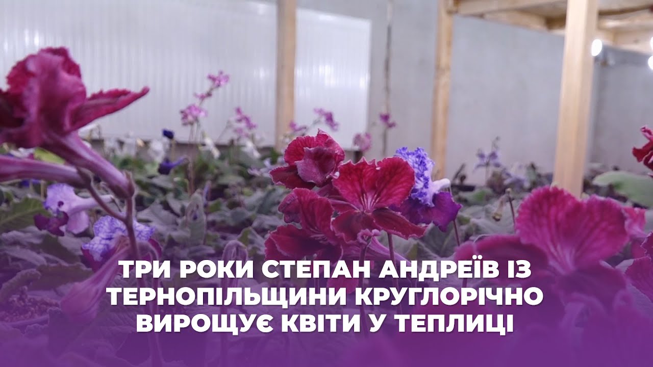 Три роки Степан Андреїв із Тернопільщини круглорічно вирощує квіти у теплиці