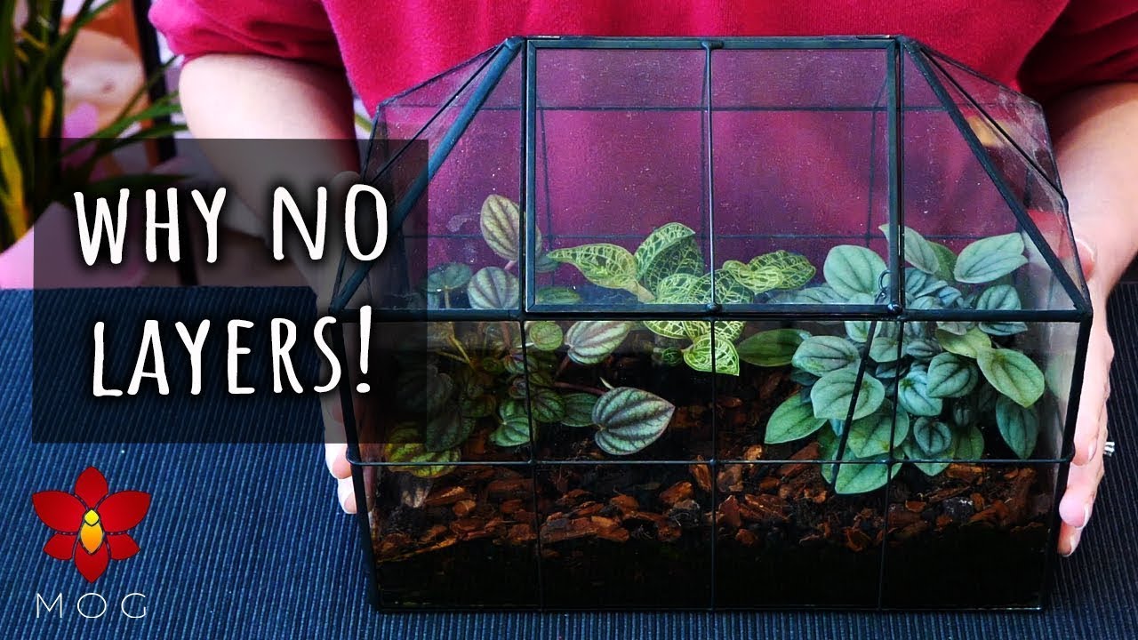 Why I don't use drainage layers fake bottom in my terrariums