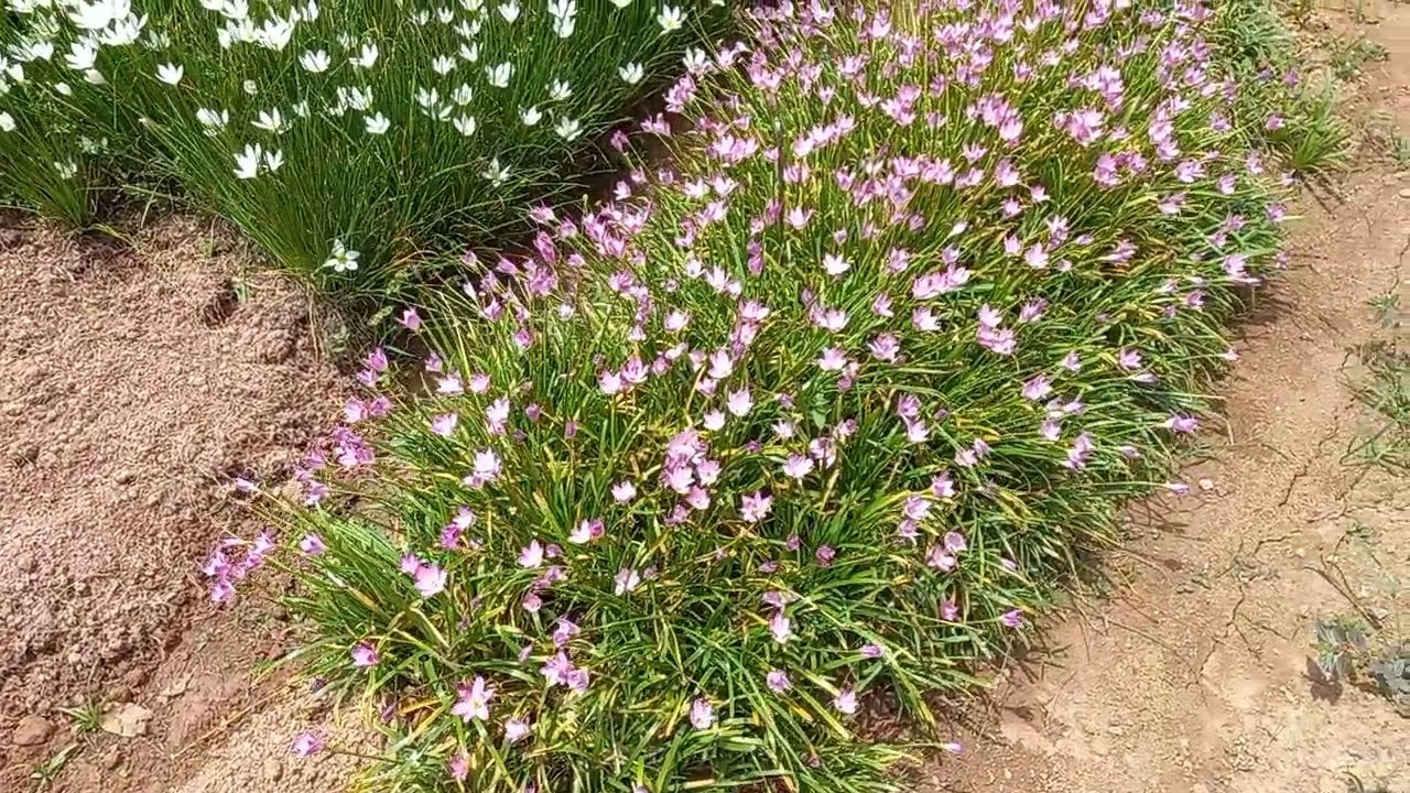 Lírio do vento e sua rotina de floração
